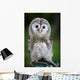 Up Baby Tawny Owl Wall Decal