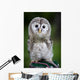 Up Baby Tawny Owl Wall Decal