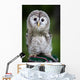 Up Baby Tawny Owl Wall Decal