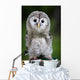 Up Baby Tawny Owl Wall Decal