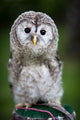 Up Baby Tawny Owl Wall Decal