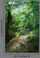 Trail Rainforest Meeting Wall Decal