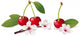 Still Life with Cherry Wall Decal