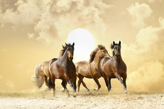 Horses Run Wall Decal