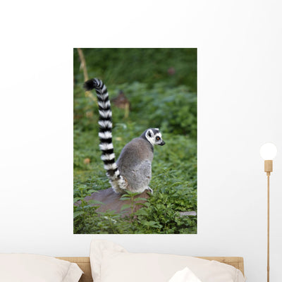 Katta Wall Decal shown on a wall