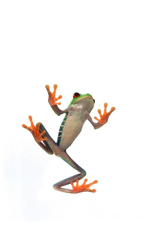 Frog's Belly Wall Decal