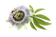 Passion Flower Medicinal Plant Wall Decal