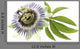 Passion Flower Medicinal Plant Wall Decal