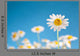 Wild Chamomiles Blue Sky Wall Decal