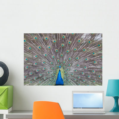 Peacock Wall Decal shown on a wall