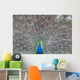 Peacock Wall Decal