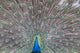 Peacock Wall Decal