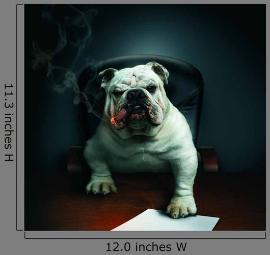 bulldog smoking cigar