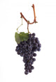 Pinot Noir Grapes Wall Decal