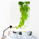 Vine Wall Decal