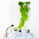 Vine Wall Decal