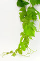 Vine Wall Decal