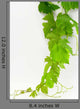 Vine Wall Decal