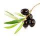 Olive Branch with Drop Wall Decal