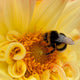 Bumblebee Bombus Wall Decal