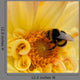 Bumblebee Bombus Wall Decal