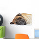 English Mastiff Sleep Wall Decal