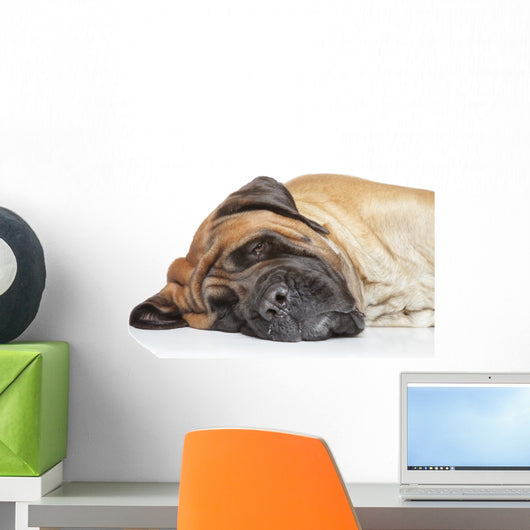 English Mastiff Sleep Wall Decal