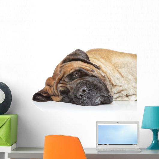English Mastiff Sleep Wall Decal