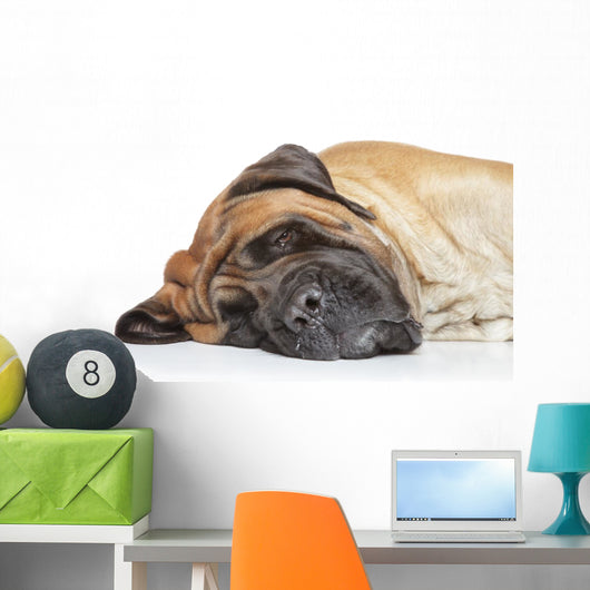English Mastiff Sleep Wall Decal