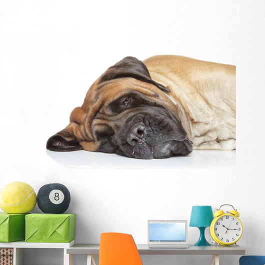 English Mastiff Sleep Wall Decal