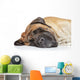 English Mastiff Sleep Wall Decal
