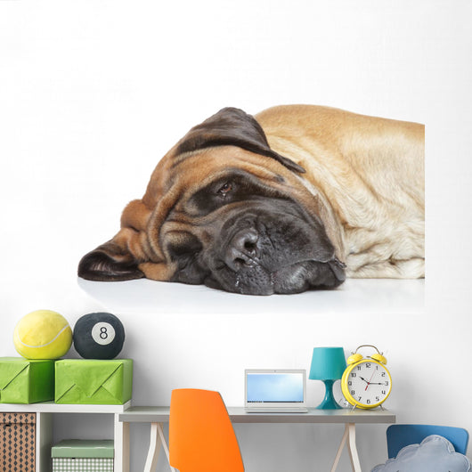 English Mastiff Sleep Wall Decal