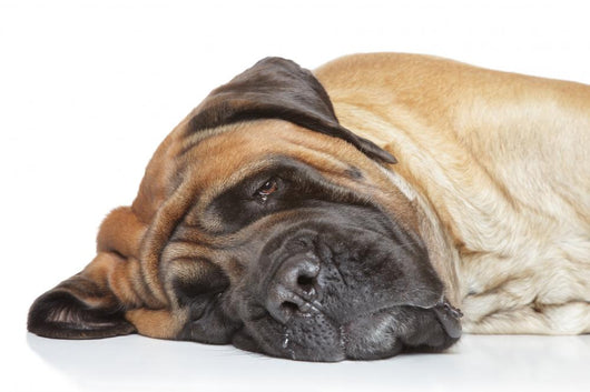 English Mastiff Sleep Wall Decal