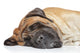 English Mastiff Sleep Wall Decal