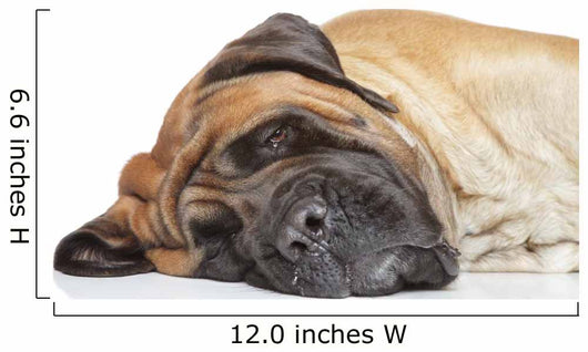 English Mastiff Sleep Wall Decal