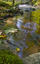 River with Fall Leaves Wall Decal