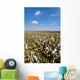 Cotton Bolls Wall Decal