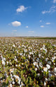 Cotton Bolls Wall Decal
