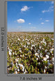 Cotton Bolls Wall Decal