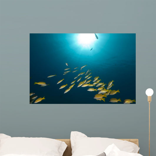 Blue-striped Snappers Red Sea Wall Decal