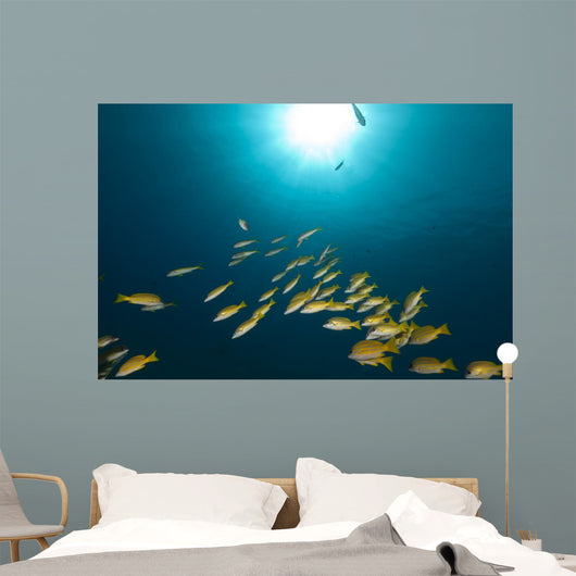 Blue-striped Snappers Red Sea Wall Decal