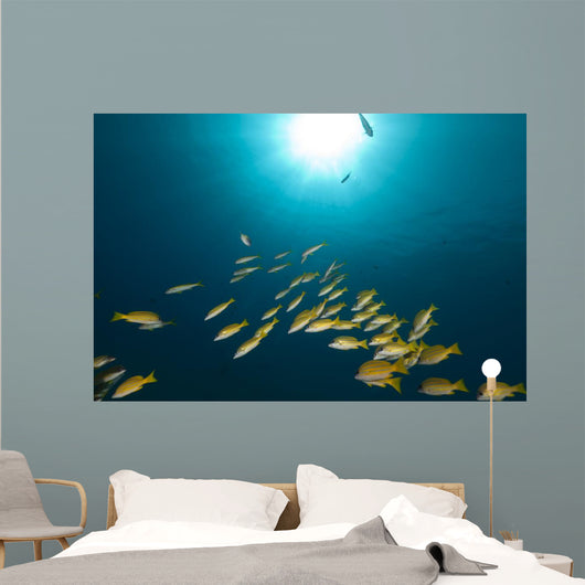 Blue-striped Snappers Red Sea Wall Decal