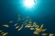 Blue-striped Snappers Red Sea Wall Decal