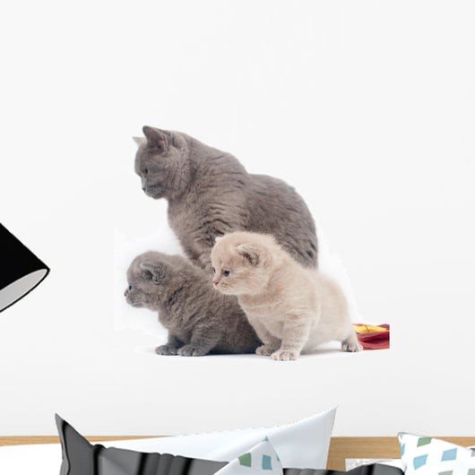 Small British Kittens and Wall Decal