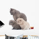 Small British Kittens and Wall Decal