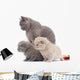 Small British Kittens and Wall Decal
