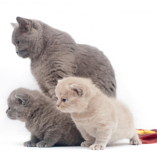 Small British Kittens and Wall Decal