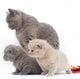 Small British Kittens and Wall Decal
