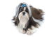 Le Shih Tzu Joue Wall Decal