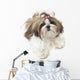 Very Pretty Shih Tzu Wall Decal